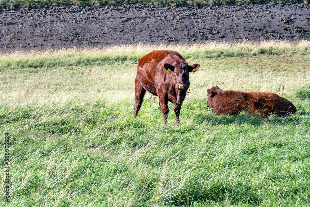 Brown cows on the bank of the river Nene on a beautiful autumn afternoon, Lincolnshire, East of England