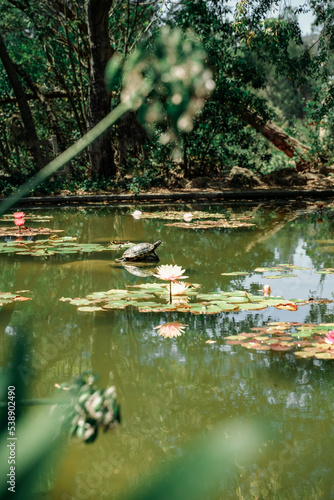 Fototapeta Naklejka Na Ścianę i Meble -  Turtle sunbathing in water lily pond