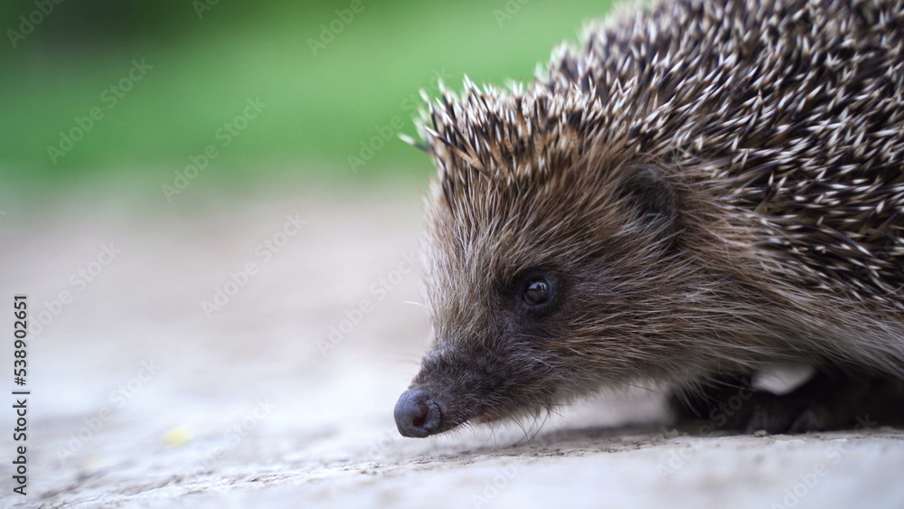 Fototapeta premium Hedgehog in Green Grass Goes or Crawls.