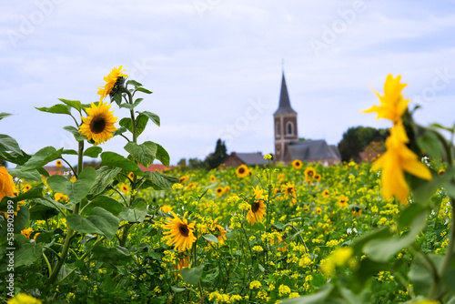 Sunflowers in a field full of flowers with village church tower in the background in Tongeren, Belgium