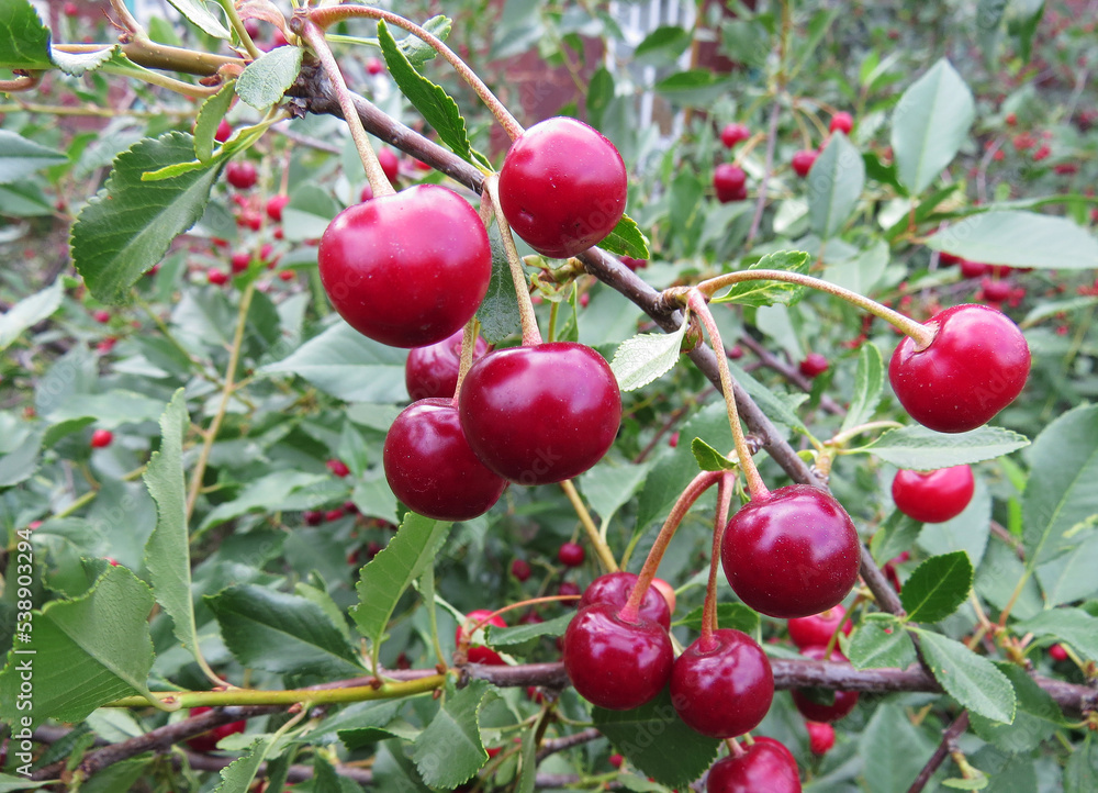 Obraz premium Beautiful photo Cherry grows in the garden, farming Flowering strawberry bush. Organic background Summer harvest on a sunny day Ecological natural product Agriculture Selective focus