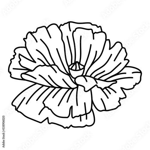 Illustration of poppy flower. Beautiful decorative plant.