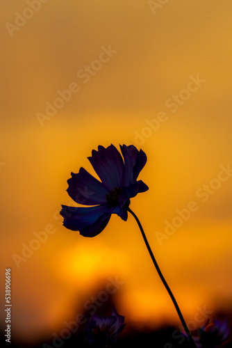 夕焼けに浮かぶコスモス