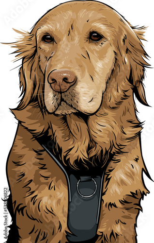 Golden retriever dog looking calm and peaceful into camera isolated on white background