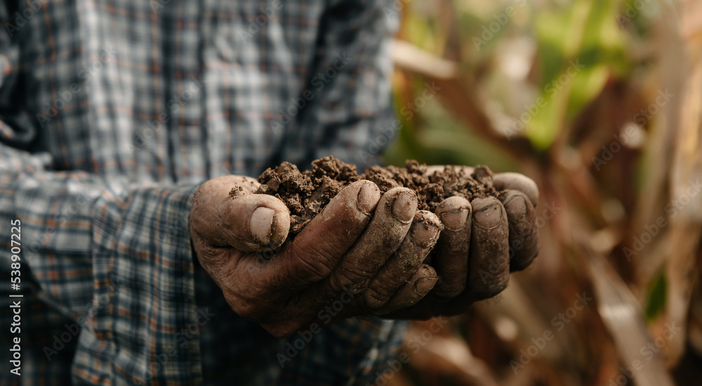 Hands of the gardeners are grabbing the soil to plant the trees.. Hands of the gardeners are grabbing the soil to plant the trees..