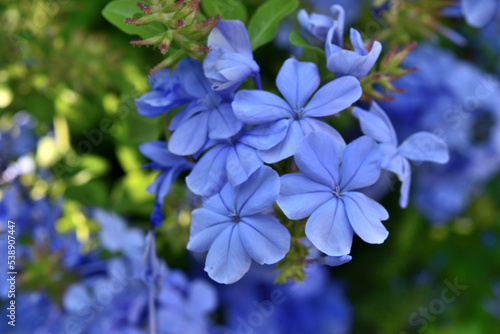 forget me not flower