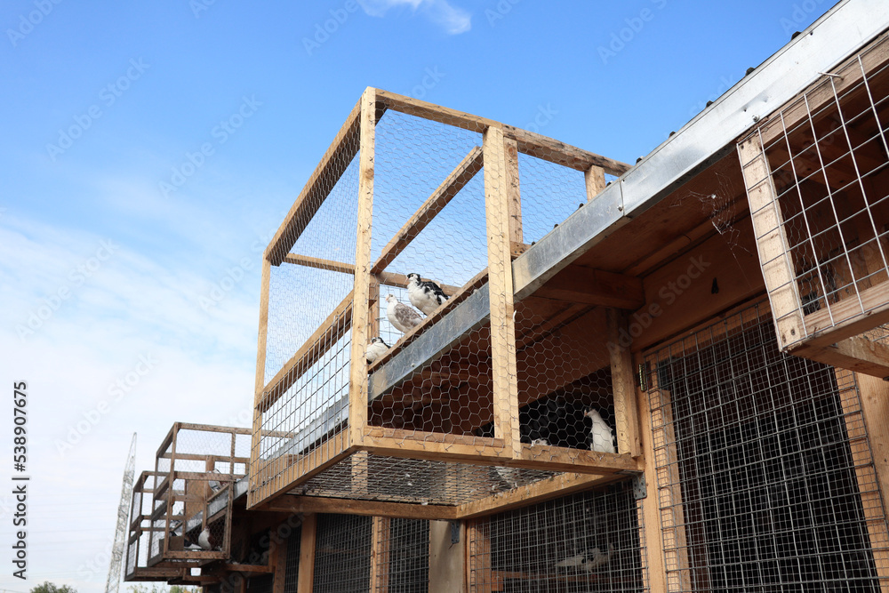 pigeons in an outdoor loft