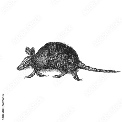 Armadillo, vector sketch, drawn in engraving style