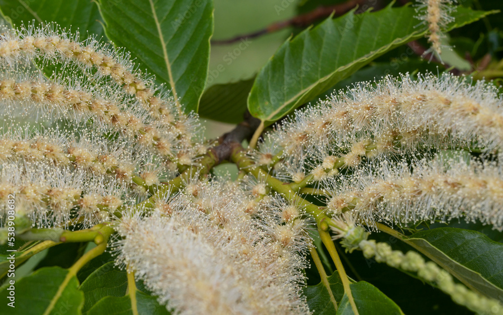 Naklejka premium Flower of sweet chestnut