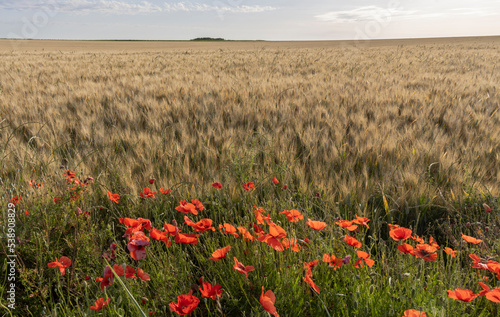 Poppies and Wheat field