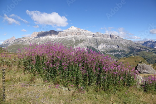 Weidenroeschen am Padonkamm. Blick zu Sella photo