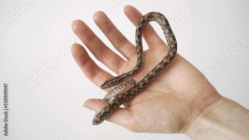 A snake crawls on a hand. Boa constrictor closeup. Man stroking a boa constrictor. A man holds a snake in his hands