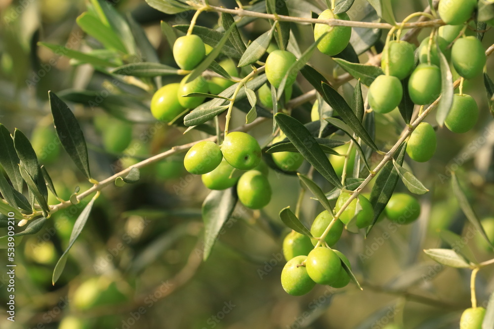 Olives on tree, fresh and healthy fruit, ready for harvest Olives on tree, fresh and healthy fruit, ready for harvest