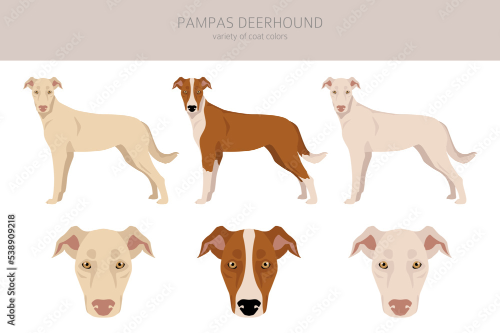 Pampas Deerhound clipart. All coat colors set.  All dog breeds characteristics infographic
