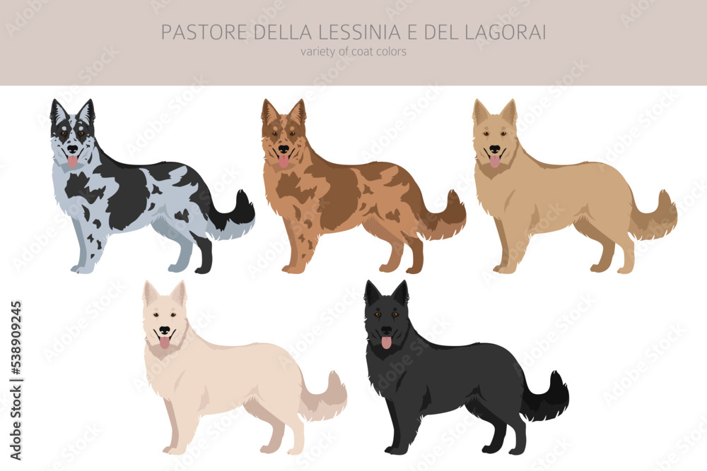 Pastore della Lessinia e del Lagorai clipart. All coat colors set.  All dog breeds characteristics infographic