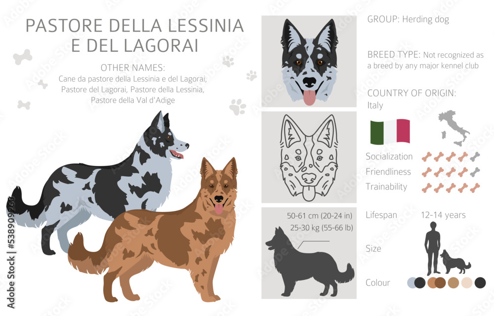 Pastore della Lessinia e del Lagorai clipart. All coat colors set.  All dog breeds characteristics infographic