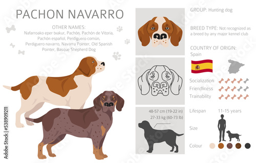 Pachon Navarro clipart. All coat colors set.  All dog breeds characteristics infographic