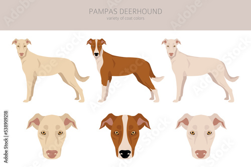 Pampas Deerhound clipart. All coat colors set.  All dog breeds characteristics infographic photo