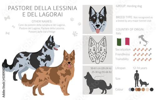 Pastore della Lessinia e del Lagorai clipart. All coat colors set.  All dog breeds characteristics infographic