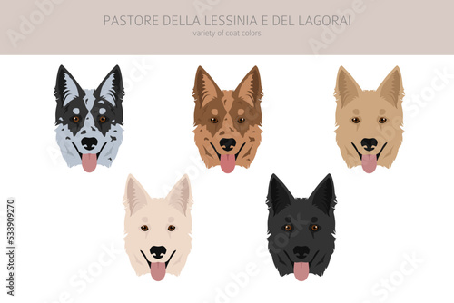 Pastore della Lessinia e del Lagorai clipart. All coat colors set.  All dog breeds characteristics infographic