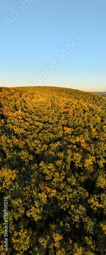 Nature sustainable forest vertical view