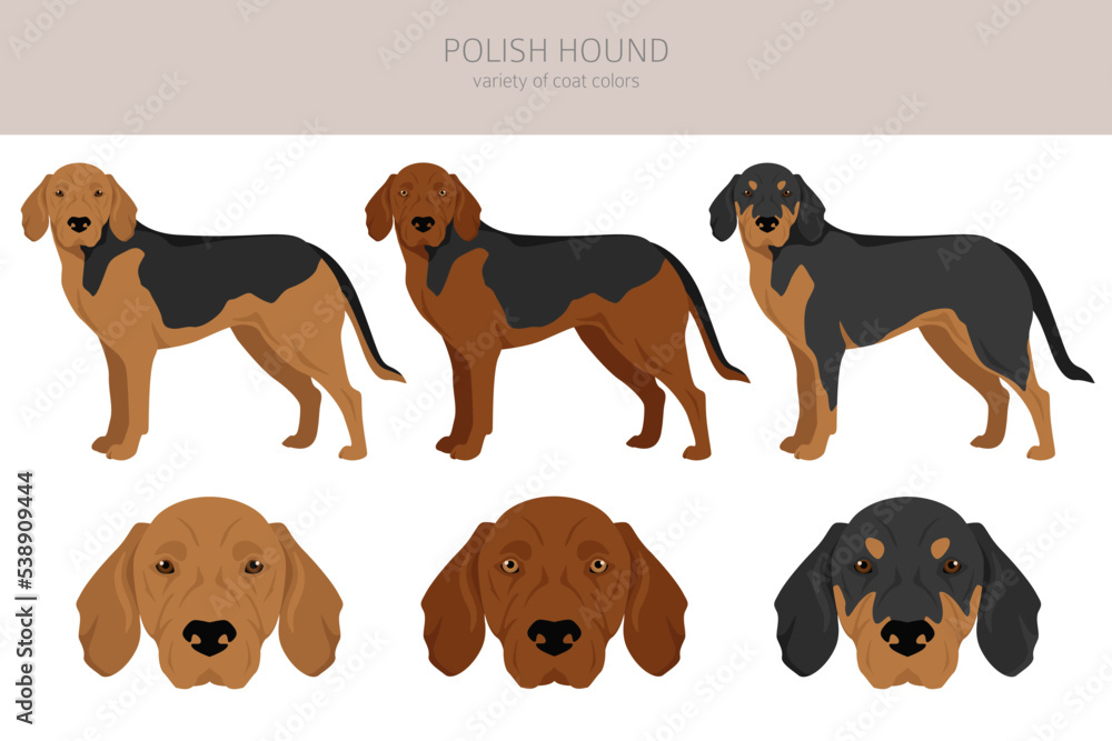 Polish Hound clipart. All coat colors set. All dog breeds characteristics infographic Polish Hound clipart. All coat colors set. All dog breeds characteristics infographic