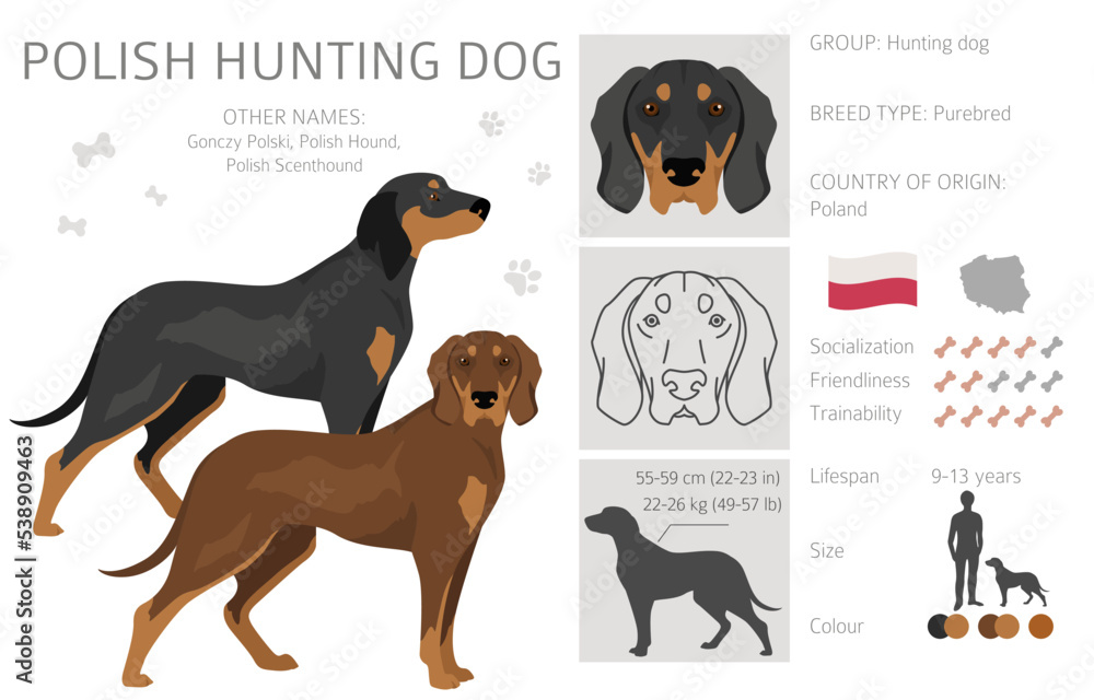 Polish Hunting dog clipart. All coat colors set.  All dog breeds characteristics infographic - obrazy, fototapety, plakaty 