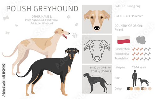 Polish Greyhound clipart. All coat colors set.  All dog breeds characteristics infographic