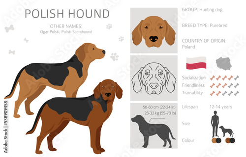 Polish Hound clipart. All coat colors set.  All dog breeds characteristics infographic