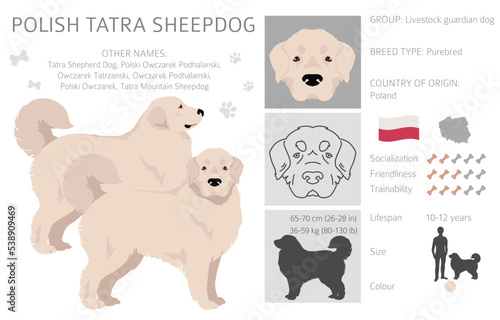 Polish Tatra Sheepdog clipart. All coat colors set.  All dog breeds characteristics infographic