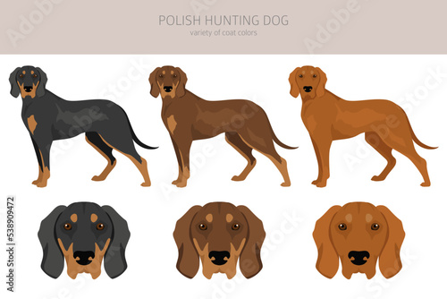 Polish Hunting dog clipart. All coat colors set.  All dog breeds characteristics infographic