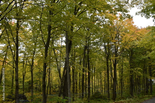 A maple forest in summer  Sainte-Apolline  Qu  bec  Canada