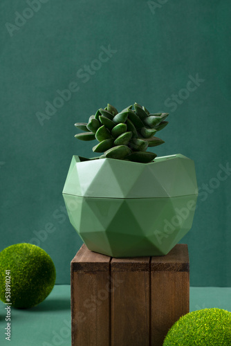 Succulent crassula moonglow in the green pot against the olive color background. Growing exotic houseplants photo