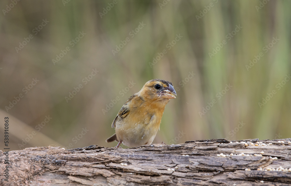 Asian Golden Weaver Animal Portrait. Asian Golden Weaver Animal Portrait.