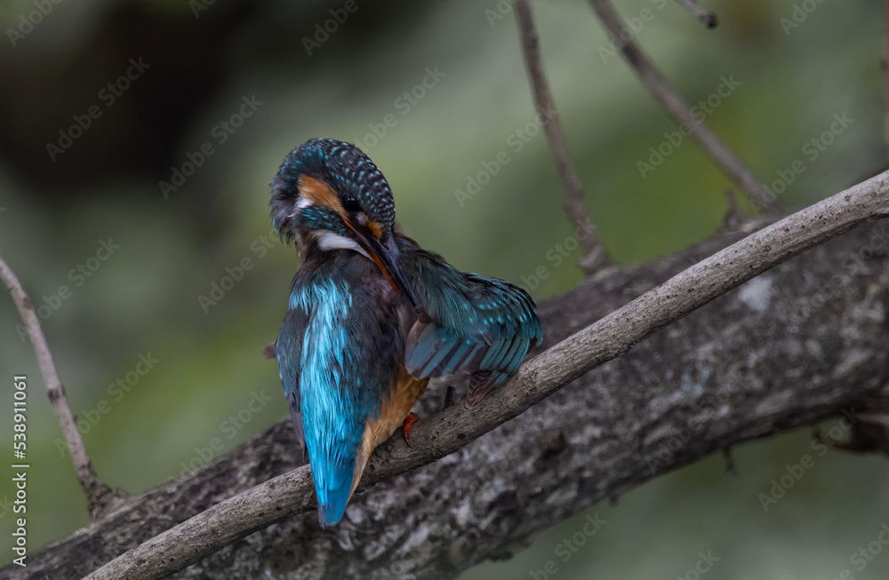 Common Kingfisher on the branch tree.