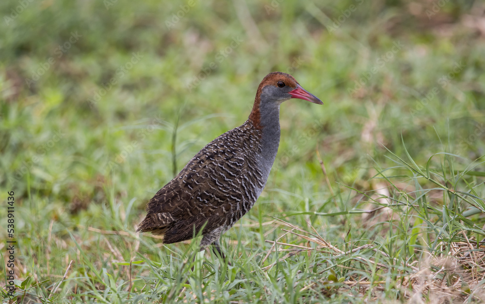 Slaty-breasted Rail on the ground close up shot. Slaty-breasted Rail on the ground close up shot.