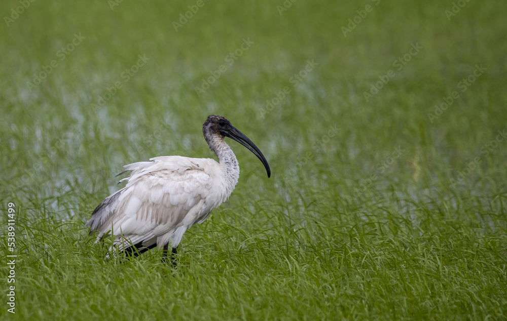 Fototapeta premium Black-headed ibis on the ground ( Animal Portrait )