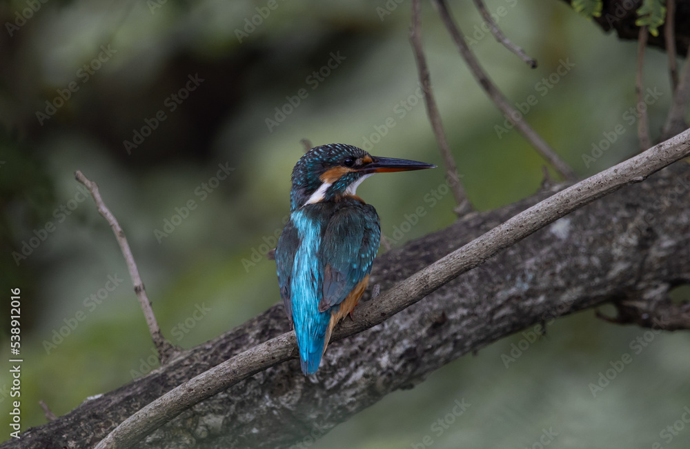 Common Kingfisher on the branch tree.