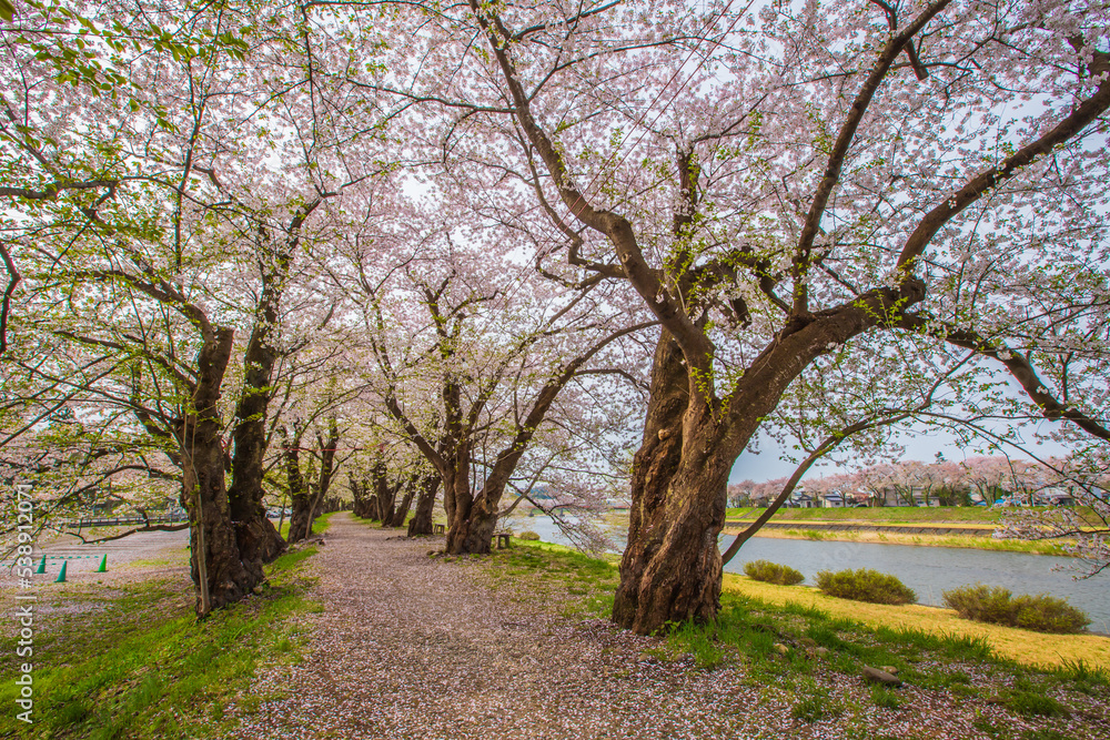 秋田県　角館の桜並木
