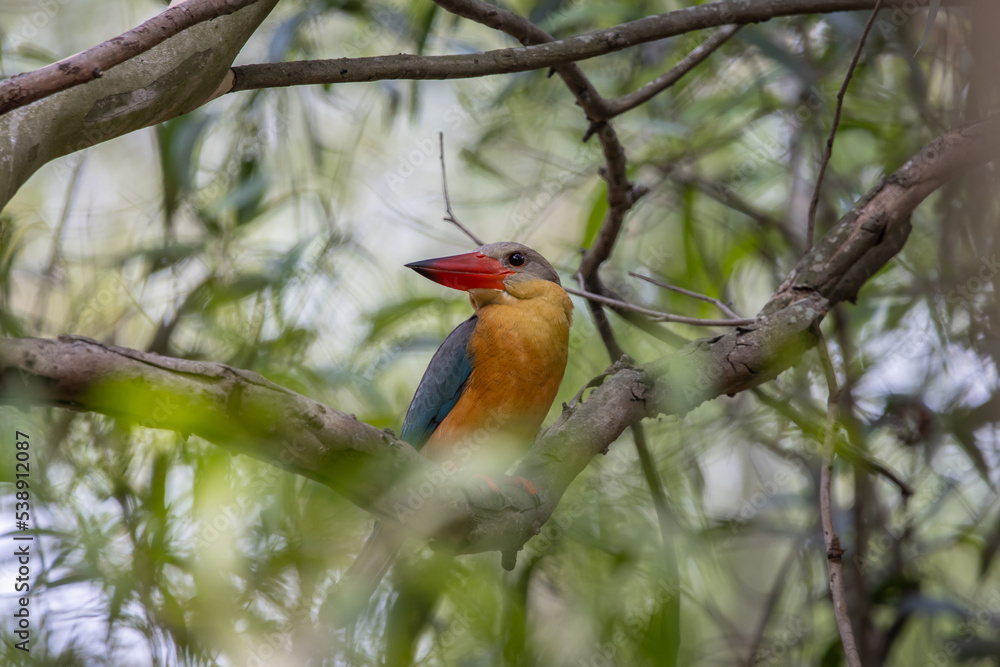 Fototapeta premium Stork-billed Kingfisher on the branch tree.