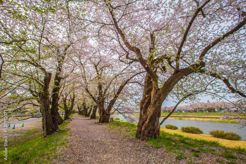 秋田県　角館の桜並木
