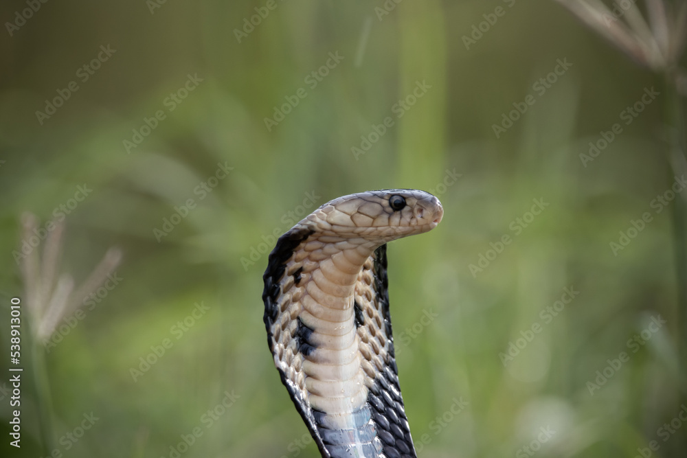 Fototapeta premium Monocled Cobra on the ground Animal portriat.