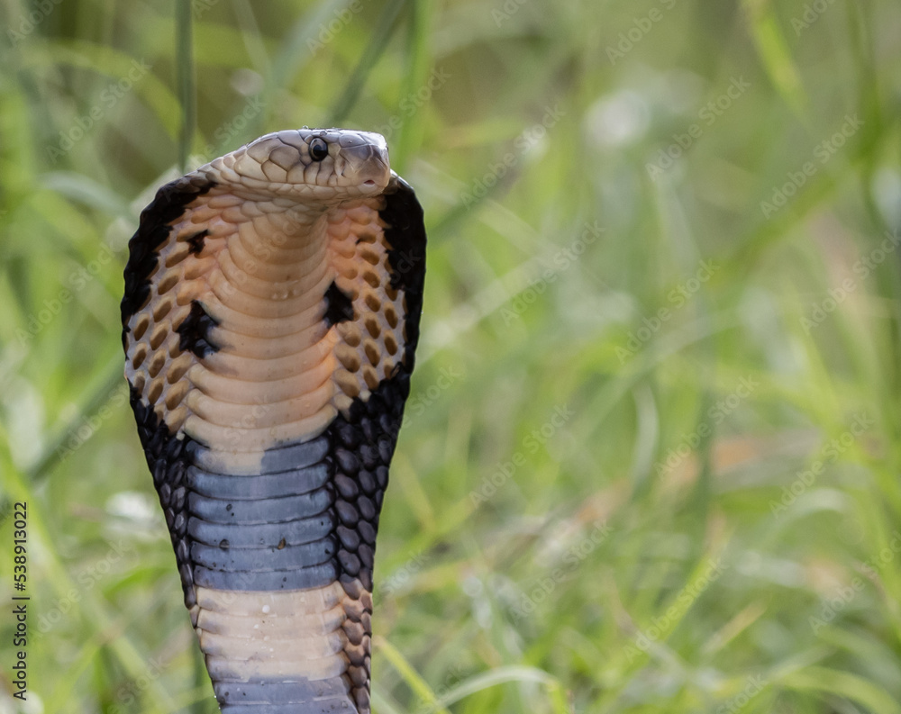 Fototapeta premium Monocled Cobra on the ground Animal portriat.