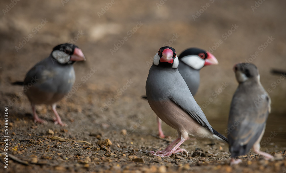Java sparrow on the ground (Animal Portait) Java sparrow on the ground (Animal Portait)
