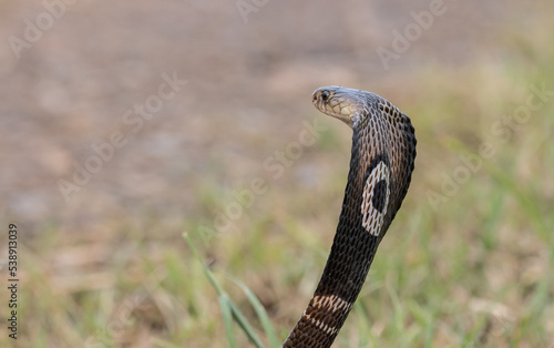 Obraz na płótnie Monocled Cobra on the ground Animal portriat. w salonie