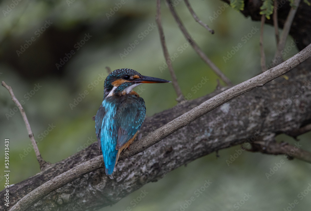 Obraz premium Common Kingfisher on the branch tree.