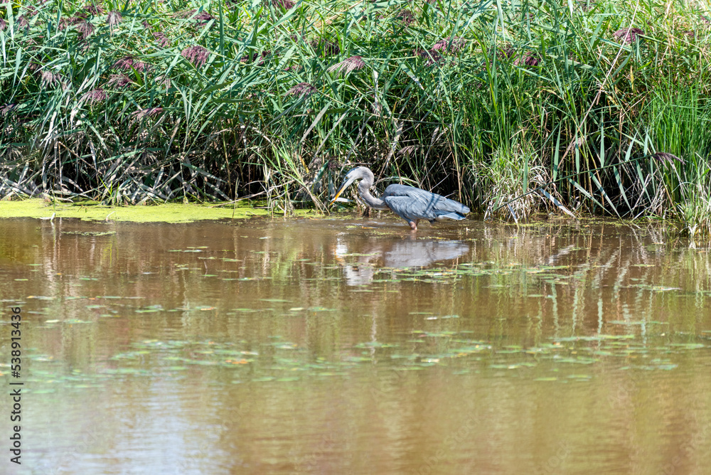 Juvenile Great Blue Heron Catching A Fish On The River Juvenile Great Blue Heron Catching A Fish On The River