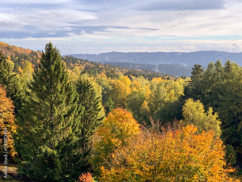 Golden autumn forest from a bird's eye view