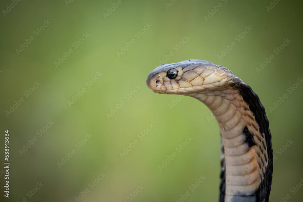 Monocled Cobra on the ground Animal portriat. Monocled Cobra on the ground Animal portriat.