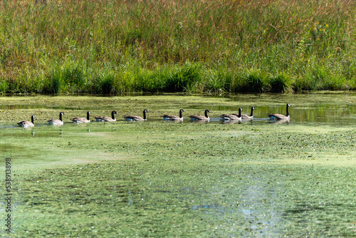 Canada Geese Swimming In Line On The Local Pond photo